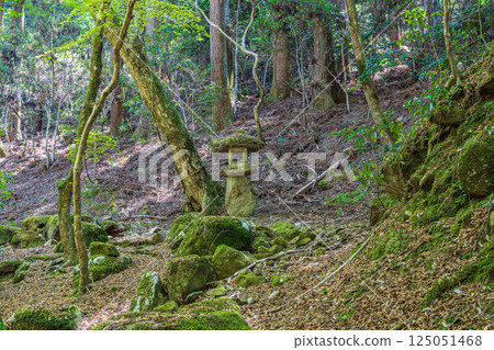 A mountain stream in the Kasugayama primeval forest, Nara City A mountain stream in the Kasugayama primeval forest, Nara City 125051468