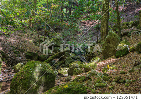 A mountain stream in the Kasugayama primeval forest, Nara City A mountain stream in the Kasugayama primeval forest, Nara City 125051471