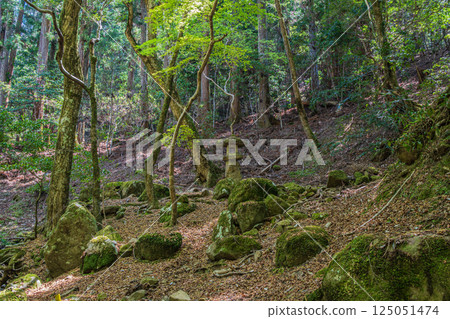 春日山原始森林 奈良市 125051474