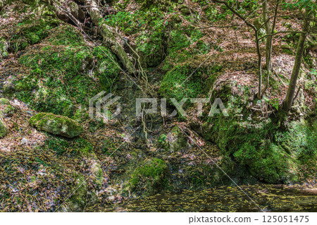 A mountain stream in the Kasugayama primeval forest, Nara City A mountain stream in the Kasugayama primeval forest, Nara City 125051475