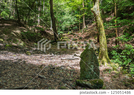 Kasugayama Primeval Forest, Nara City Kasugayama Primeval Forest, Nara City 125051486