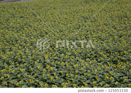 Naka Sunflower Festival 2017-August #2 125051530