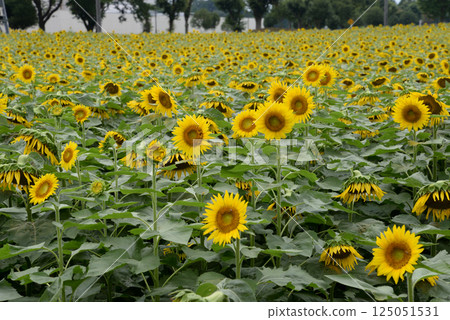 Naka Sunflower Festival 2017-August #3 125051531