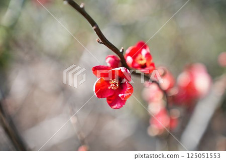 日本木瓜花的顏色 125051553