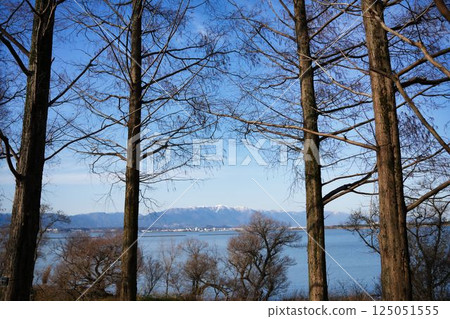 水杉與比良山的冬日風景 水杉與比良山的冬日風景 125051555