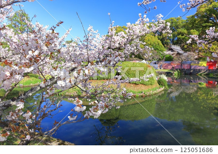 [Saga Prefecture] Cherry blossoms in full bloom at Ogi Park on a clear day 125051686
