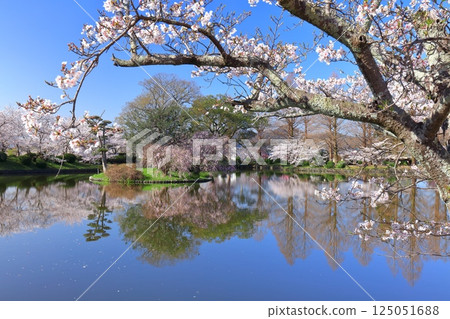 [Saga Prefecture] Cherry blossoms in full bloom at Ogi Park on a clear day 125051688