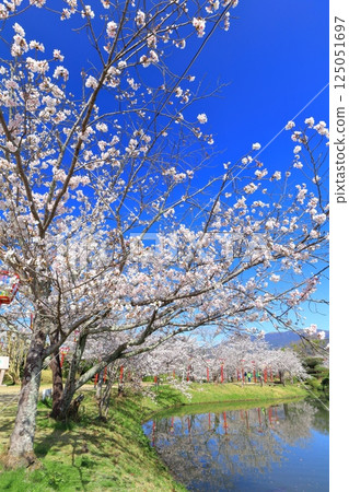 【佐賀縣】晴天小木公園櫻花盛開 125051697