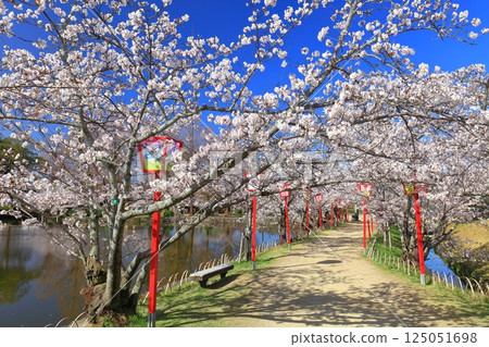 [Saga Prefecture] Cherry blossoms in full bloom at Ogi Park on a clear day 125051698