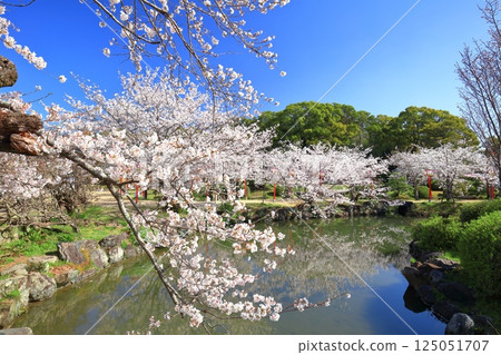 [Saga Prefecture] Cherry blossoms in full bloom at Ogi Park on a clear day 125051707