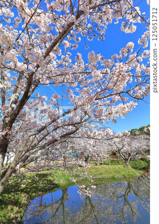 [Saga Prefecture] Cherry blossoms in full bloom at Ogi Park on a clear day 125051712