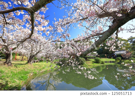 【佐賀縣】晴天小木公園櫻花盛開 【佐賀縣】晴天小木公園櫻花盛開 125051713