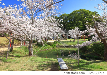 [Saga Prefecture] Cherry blossoms in full bloom at Ogi Park on a clear day 125051714