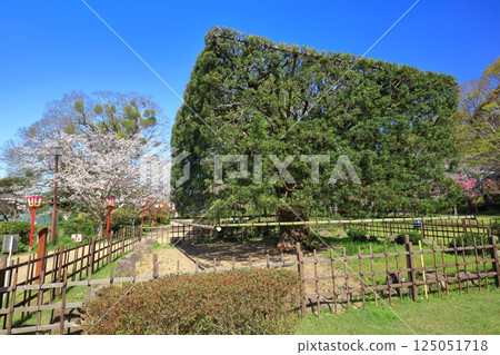 [Saga Prefecture] Ogi Park's Osumi cypress and cherry blossoms in full bloom on a sunny day 125051718