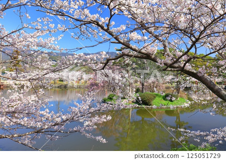 [Saga Prefecture] Cherry blossoms in full bloom at Ogi Park on a clear day 125051729