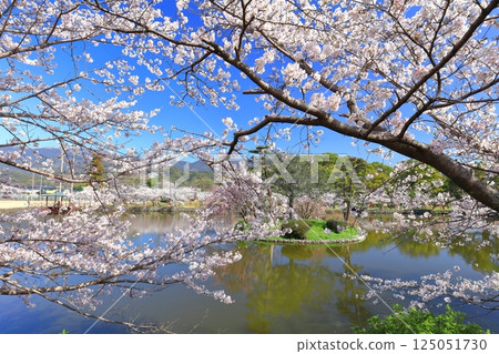 [Saga Prefecture] Cherry blossoms in full bloom at Ogi Park on a clear day 125051730
