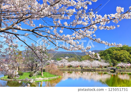 【佐賀縣】晴天小木公園櫻花盛開 125051731