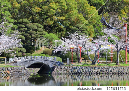 【佐賀縣】晴天小木公園櫻花盛開 125051733