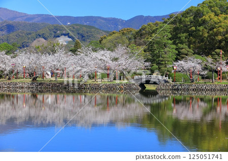 [Saga Prefecture] Cherry blossoms in full bloom at Ogi Park on a clear day 125051741