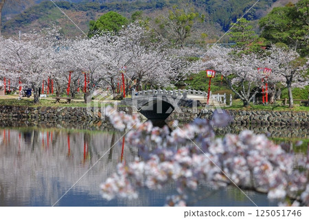 [Saga Prefecture] Cherry blossoms in full bloom at Ogi Park on a clear day 125051746
