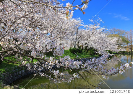 【佐賀縣】晴天小木公園櫻花盛開 125051748