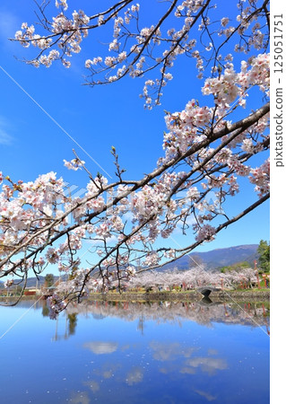 [Saga Prefecture] Cherry blossoms in full bloom at Ogi Park on a clear day 125051751