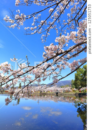 [Saga Prefecture] Cherry blossoms in full bloom at Ogi Park on a clear day 125051753