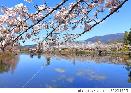 [Saga Prefecture] Cherry blossoms in full bloom at Ogi Park on a clear day 125051755