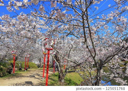 【佐賀縣】晴天小木公園櫻花盛開 125051768