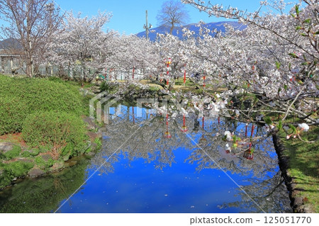 [Saga Prefecture] Cherry blossoms in full bloom at Ogi Park on a clear day 125051770