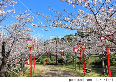 [Saga Prefecture] Cherry blossoms in full bloom at Ogi Park on a clear day 125051771
