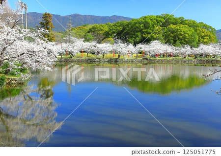 【佐賀縣】晴天小木公園櫻花盛開 125051775