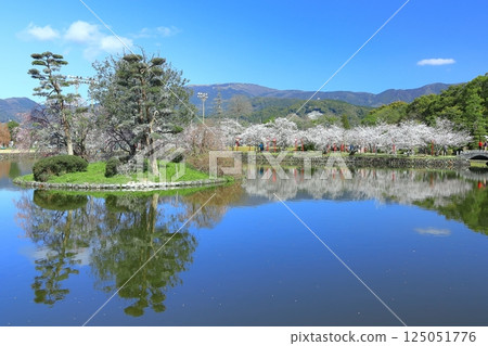 [Saga Prefecture] Cherry blossoms in full bloom at Ogi Park on a clear day 125051776