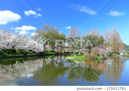 【佐賀縣】晴天小木公園櫻花盛開 125051783