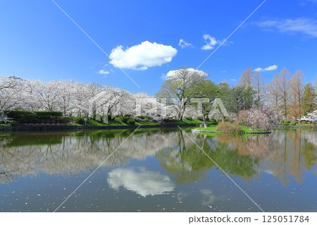 【佐賀縣】晴天小木公園櫻花盛開 125051784