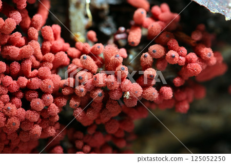 這種蘑菇是森林中常見的物種，引人注目的磚紅色海鰻蘑菇形狀似一簇小毛球（在自然環境中微距拍攝） 125052250