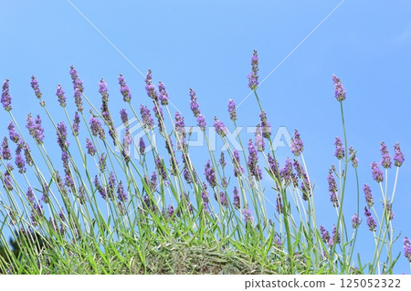 盛開在藍天下的薰衣草 125052322