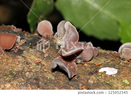 In a damp forest in spring, delicious edible wild wood ear mushrooms grow in clusters (macrophotography in natural environment) 125052345