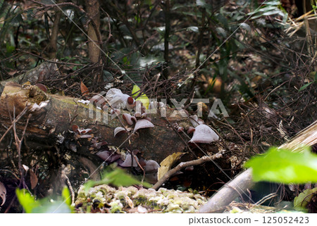 A cluster of tasty-looking wood ear fungus mushrooms in a humid spring forest (macrophotography in natural environment) 125052423