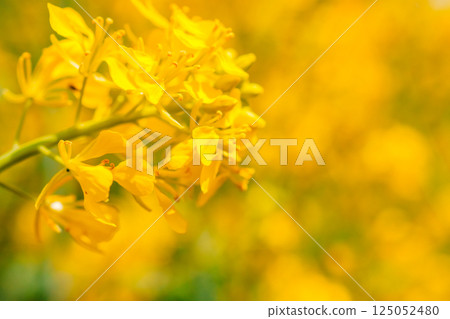 黃色的油菜花真漂亮 黃色的油菜花真漂亮 125052480