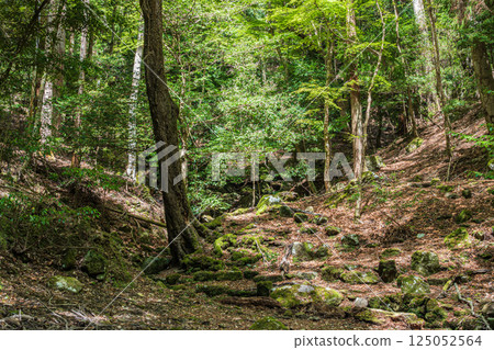 Kasugayama Primeval Forest: New greenery in Nara City 125052564
