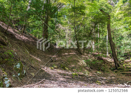 Kasugayama Primeval Forest: New greenery in Nara City Kasugayama Primeval Forest: New greenery in Nara City 125052566