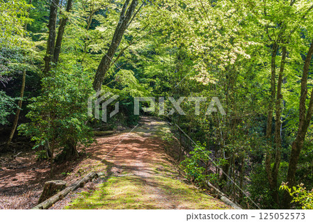 Kasugayama Primeval Forest: New greenery in Nara City 125052573