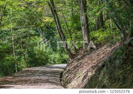 Hiking trails in Kasugayama primeval forest, Nara City Hiking trails in Kasugayama primeval forest, Nara City 125052576