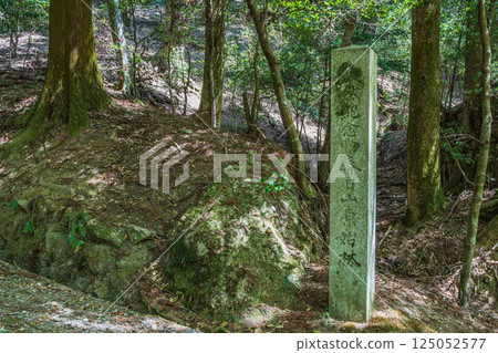 春日山原始森林 奈良市 125052577