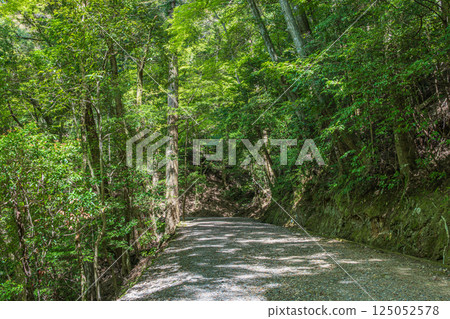 奈良市春日山原始森林的健行路線 125052578