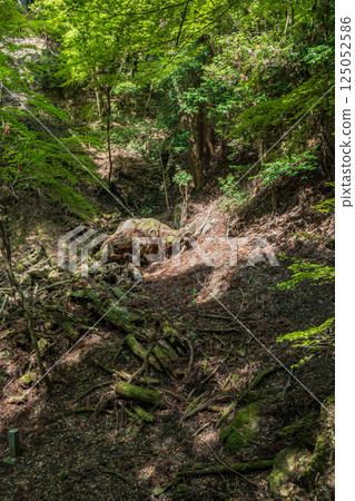 Kasugayama Primeval Forest, Nara City Kasugayama Primeval Forest, Nara City 125052586