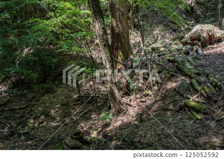 Kasugayama Primeval Forest, Nara City 125052592