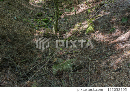 春日山原始森林 奈良市 125052595