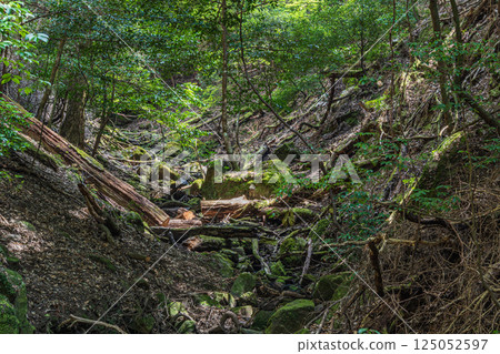 Kasugayama Primeval Forest, Nara City 125052597